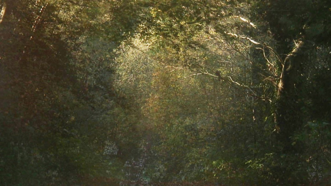 Toby Tatum - The Secluded Grove Film Still 2