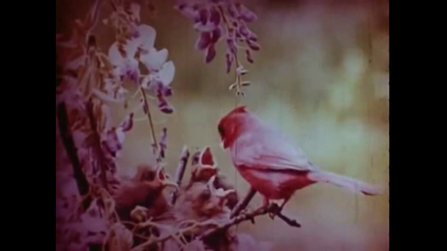 All Her Beautiful Green Remains In Tears (2018) Amy Cutler 02