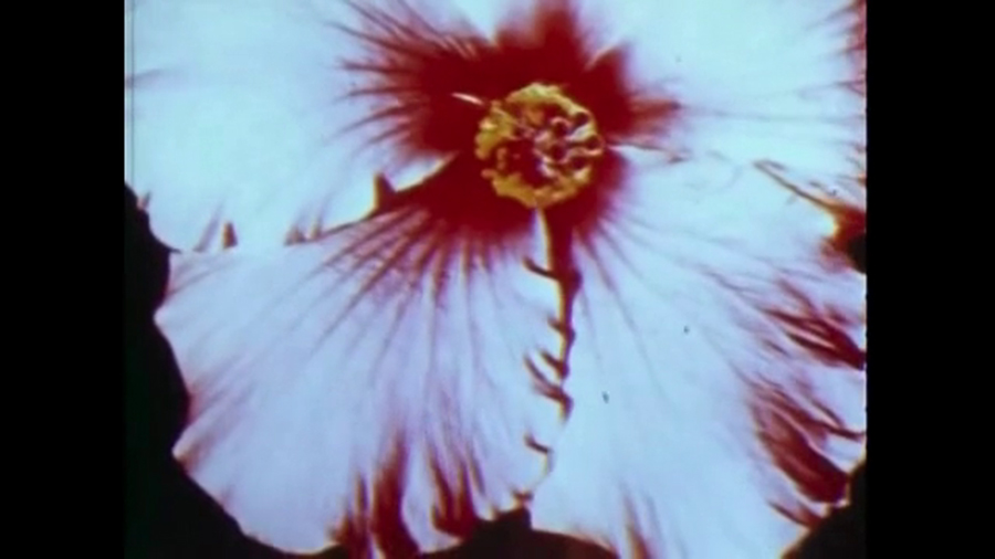 All Her Beautiful Green Remains In Tears (2018) Amy Cutler - in fact it seemed to be the most intimate part of me 2