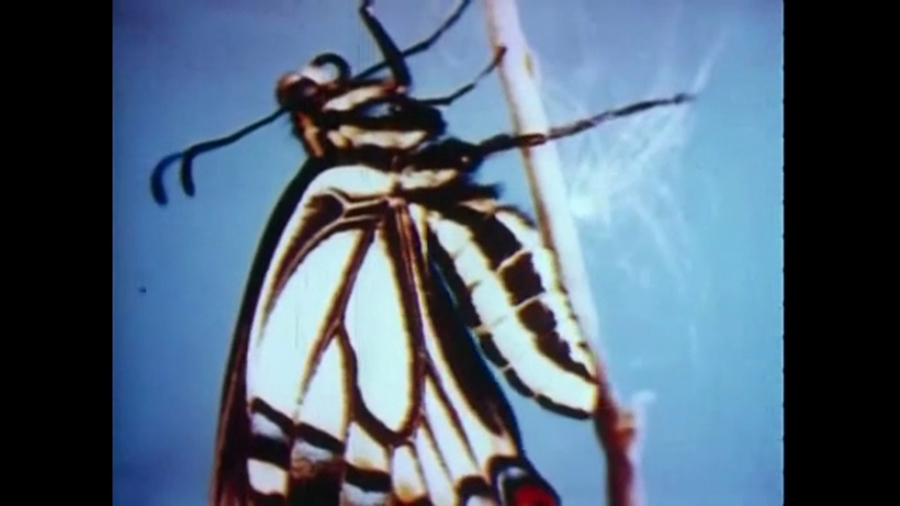 All Her Beautiful Green Remains In Tears (2018) Amy Cutler - lois from superman