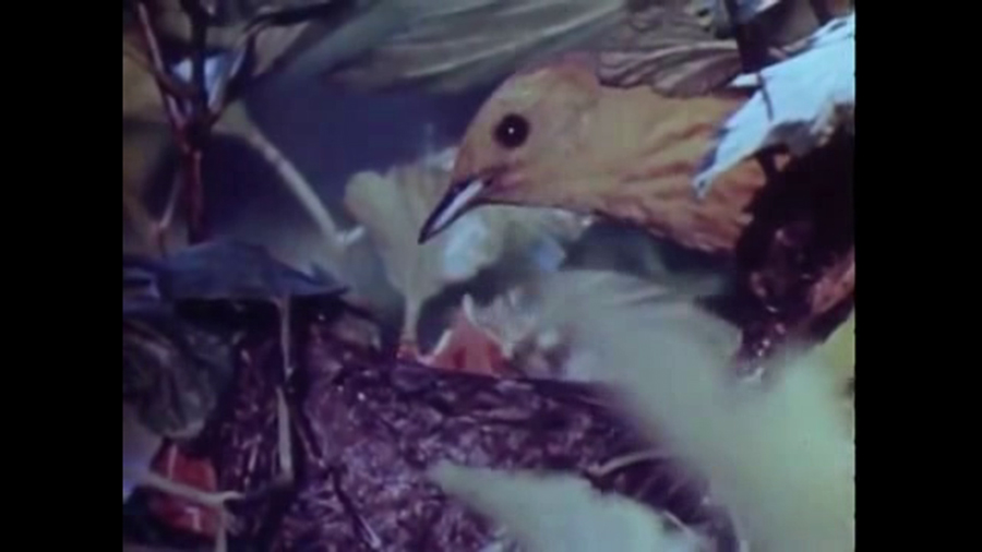 All Her Beautiful Green Remains In Tears (2018) Amy Cutler - six birds could be electrocuted