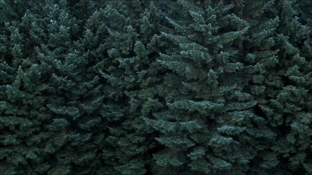 Pantha Puncha, 2018, Al Brydon, still 1