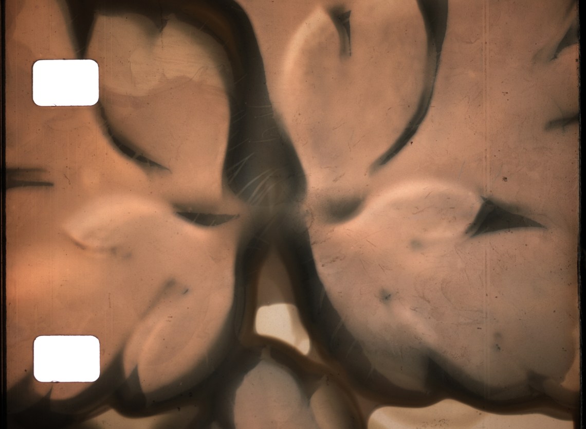 Phytography, 2020, Karel Doing