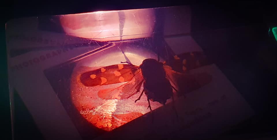 Torchlight Cinema (with Specimens) (2020) live performance, Amy Cutler