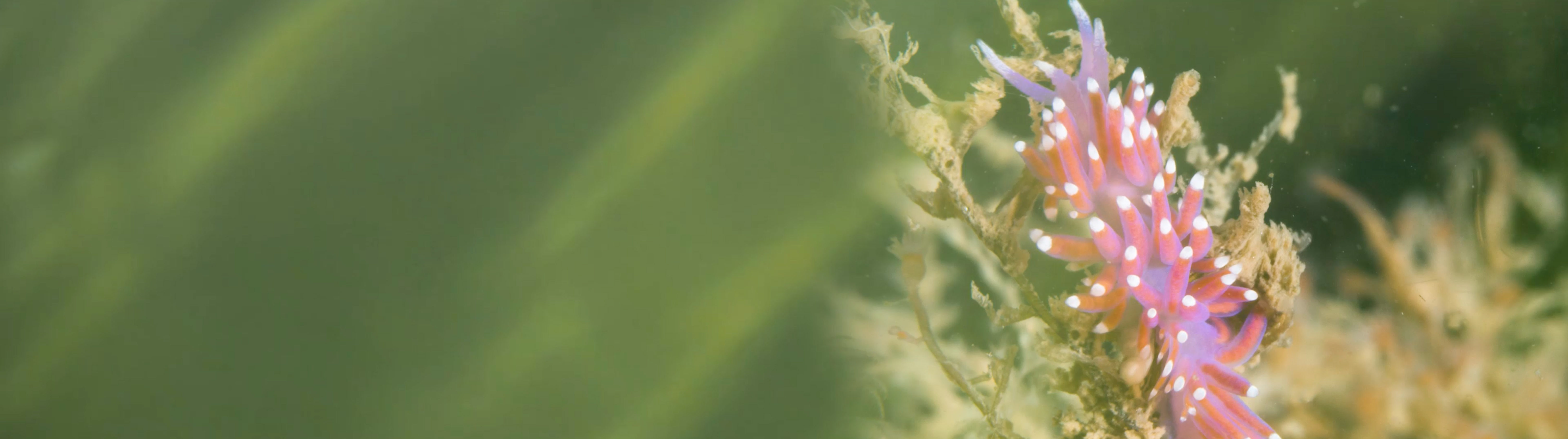 All was ocean_Georgie Brinkman_screenshot_2